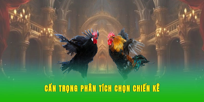 Cẩn trọng phân tích chọn chiến kê