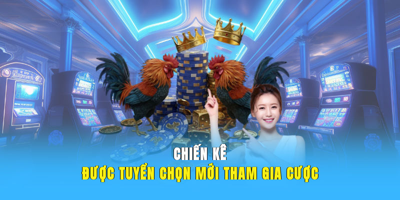 Chiến kê được tuyển chọn mới tham gia cược