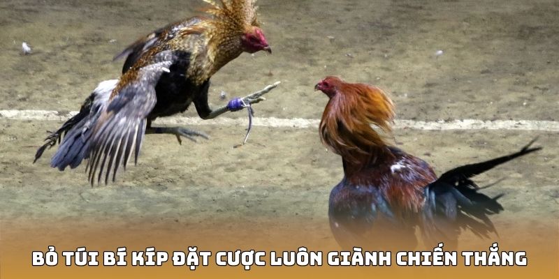 Bỏ túi bí kíp đặt cược luôn giành chiến thắng