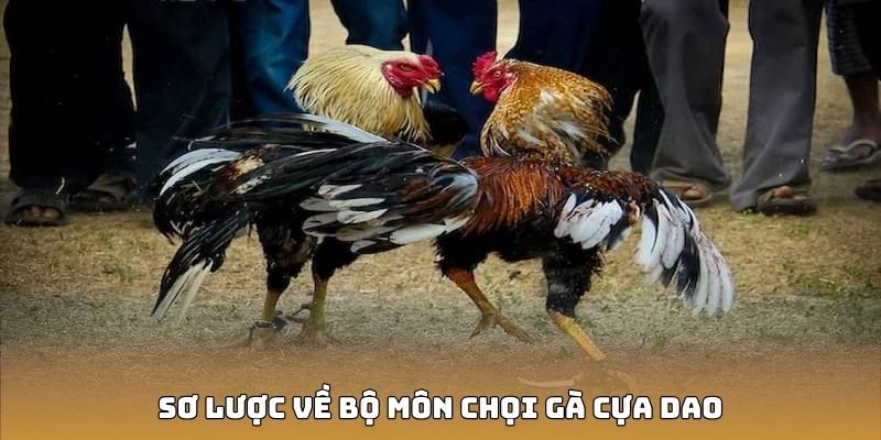 Sơ lược về bộ môn chọi gà cựa dao