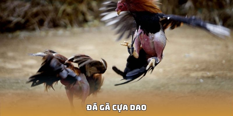 ảnh đại diện au88