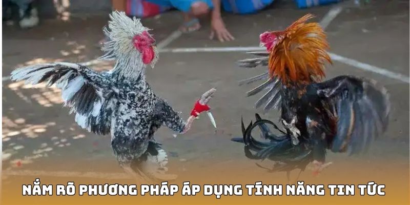 Nắm rõ phương pháp áp dụng tính năng tin tức tại đá gà cựa dao