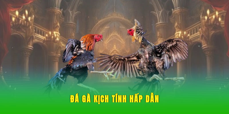 Đá gà kịch tính hấp dẫn