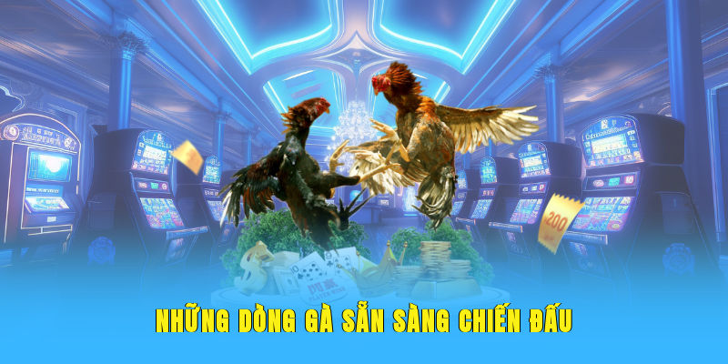 Những dòng gà sẵn sàng chiến đấu